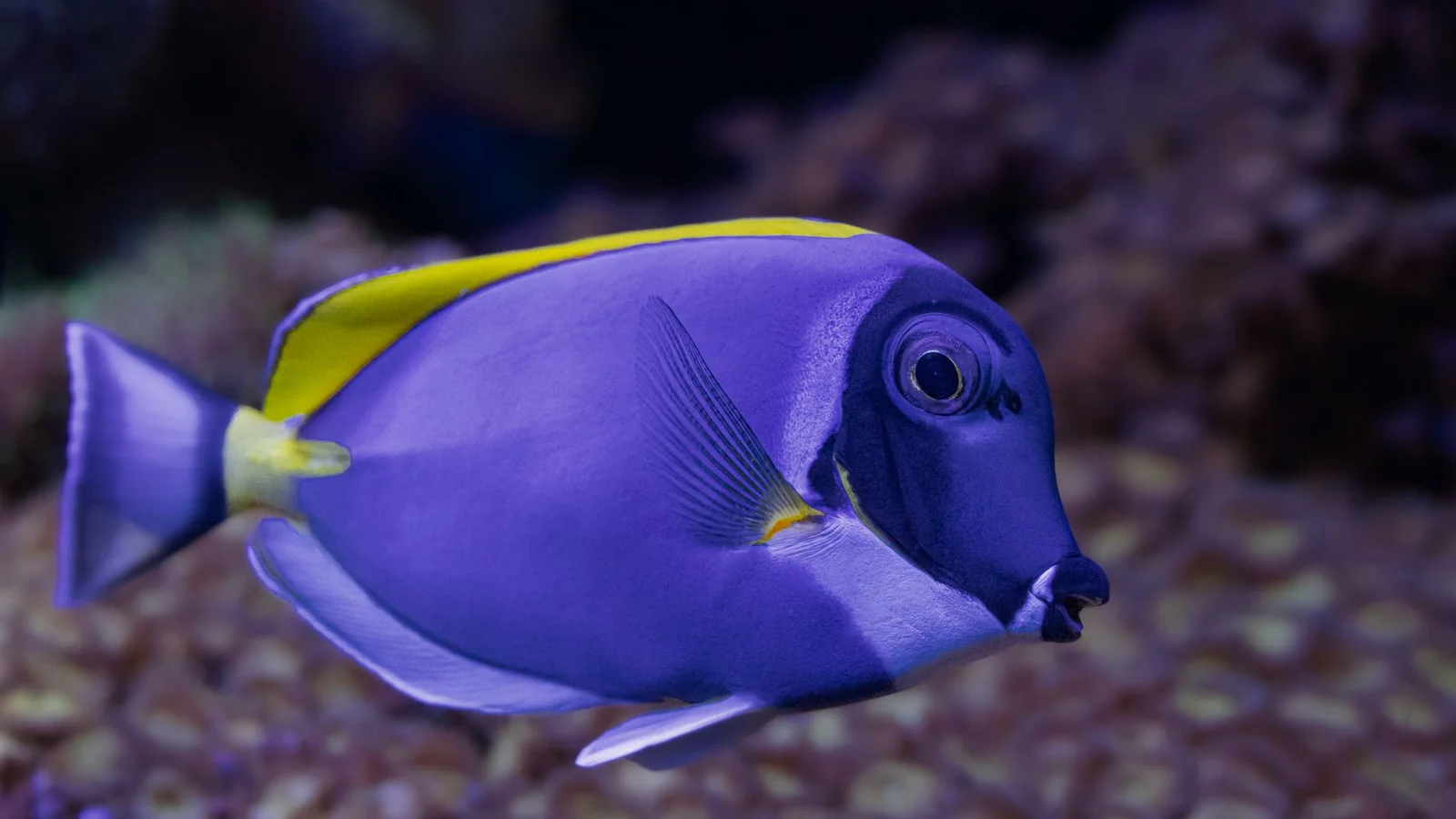 Best Protein Skimmers for Small and Nano Reefs