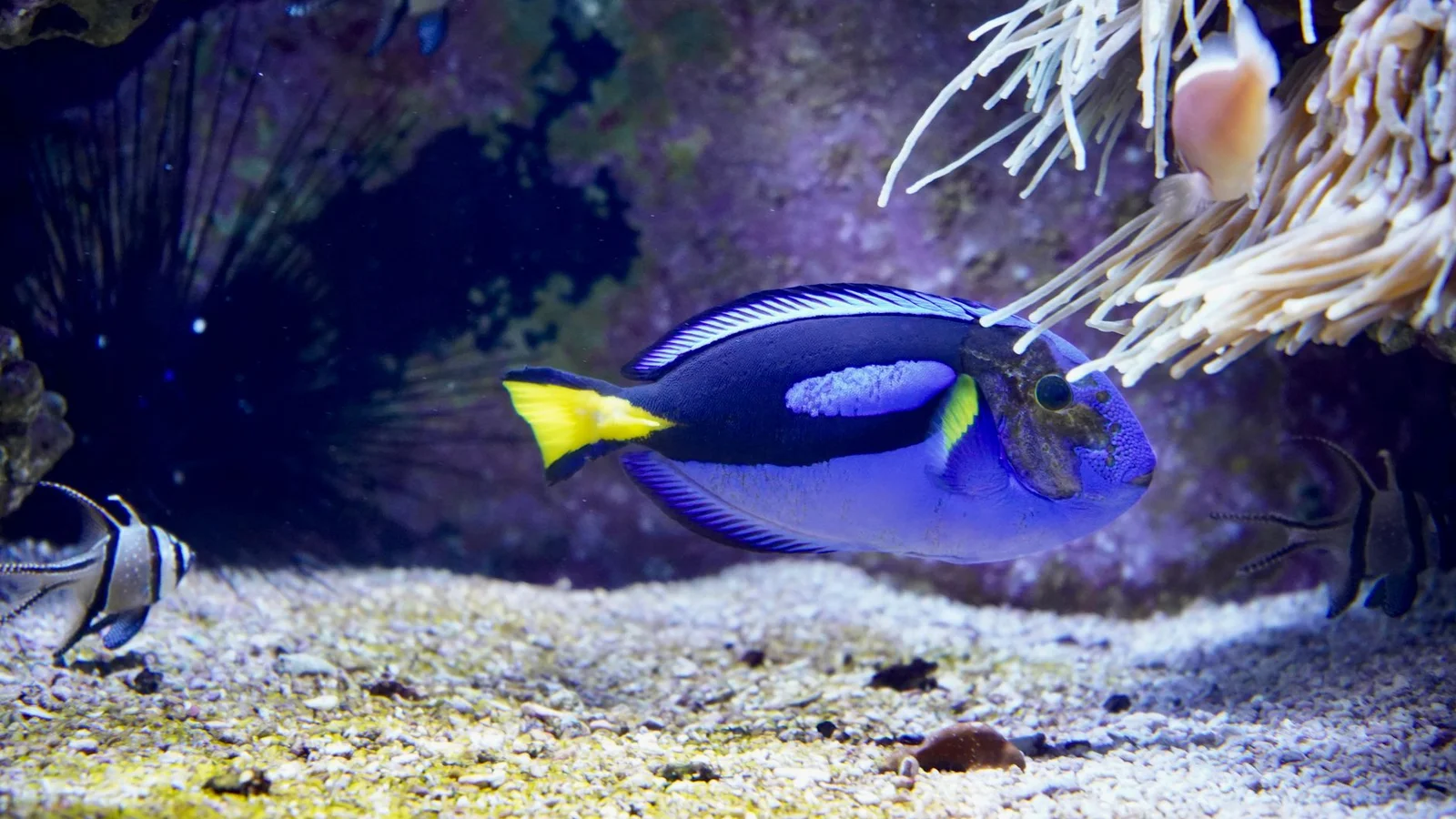 Best Reef Tank Starter Kits for Beginners