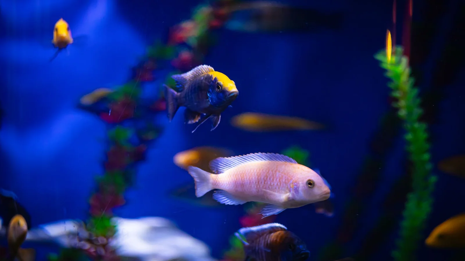 Best Reef Test Kits: Accuracy You Can Trust
