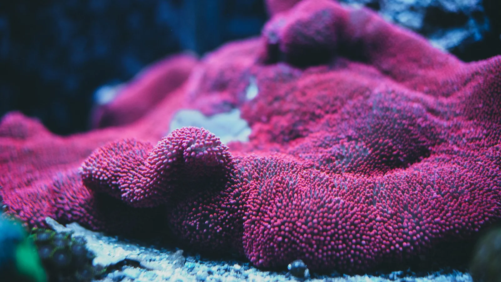 Best Salt Mixes for Reef Aquariums Compared