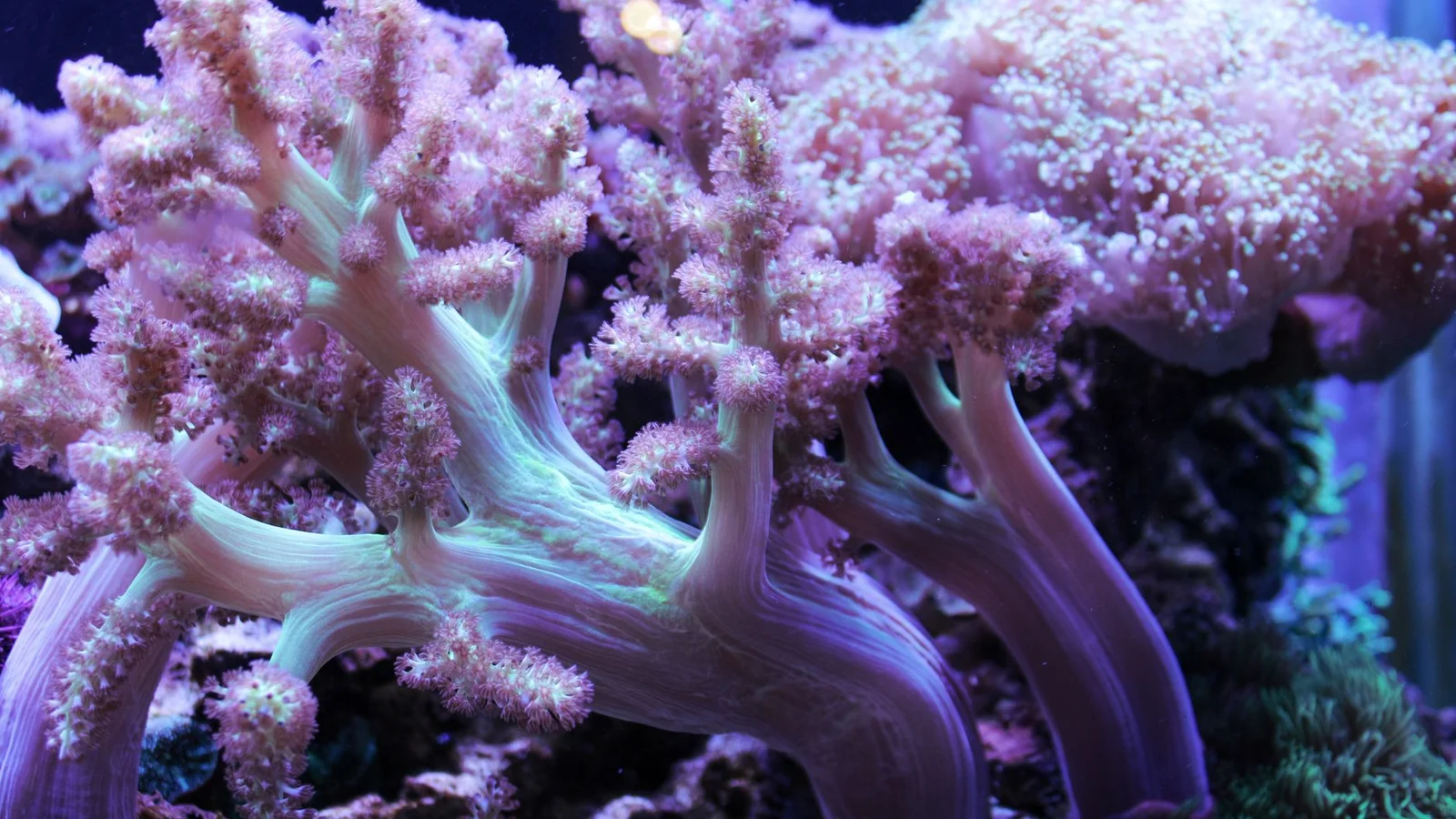 Best Wavemakers and Powerheads for Reef Flow