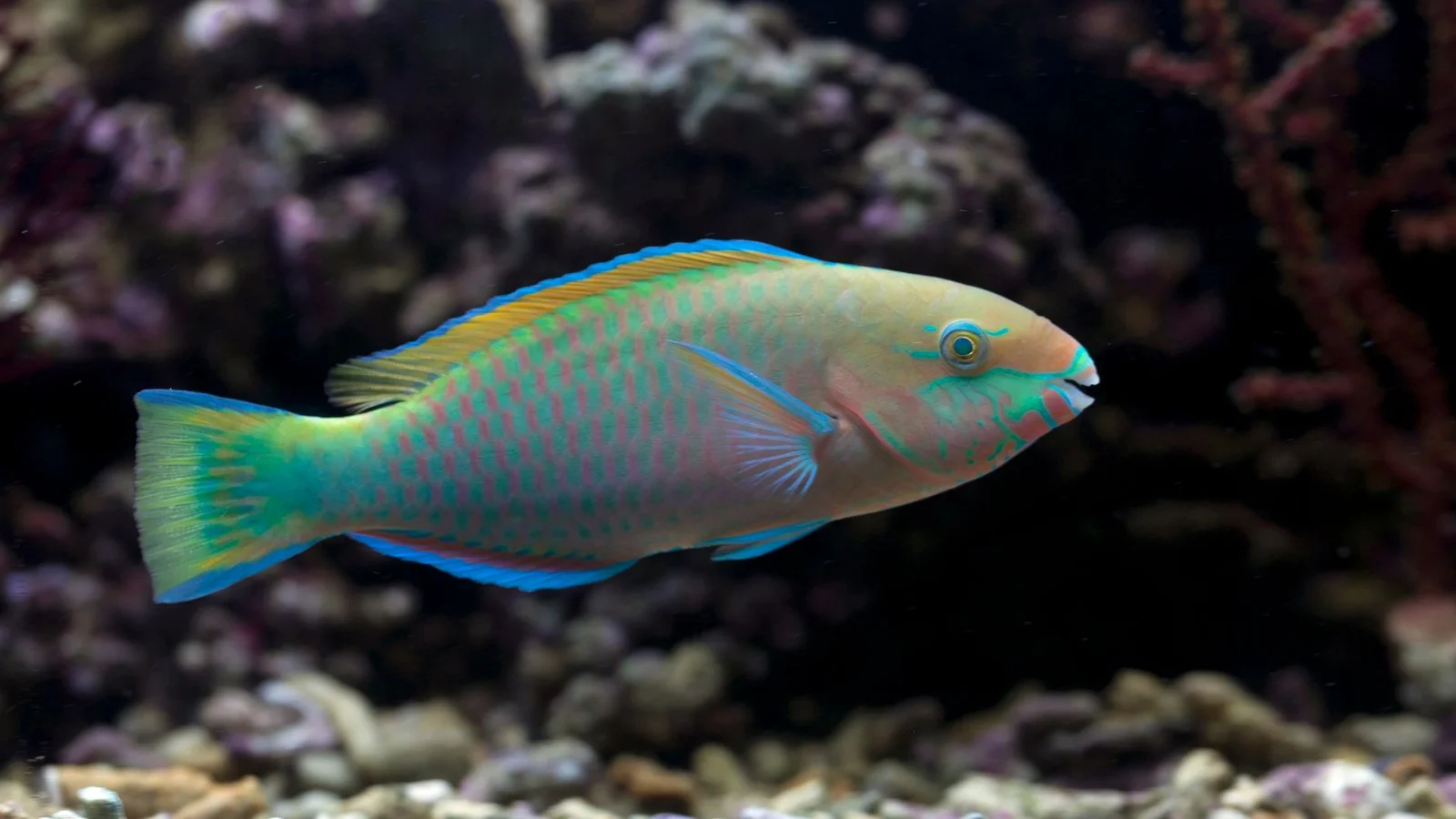 Choosing a Saltwater Aquarium Heater (and Preventing Failures)
