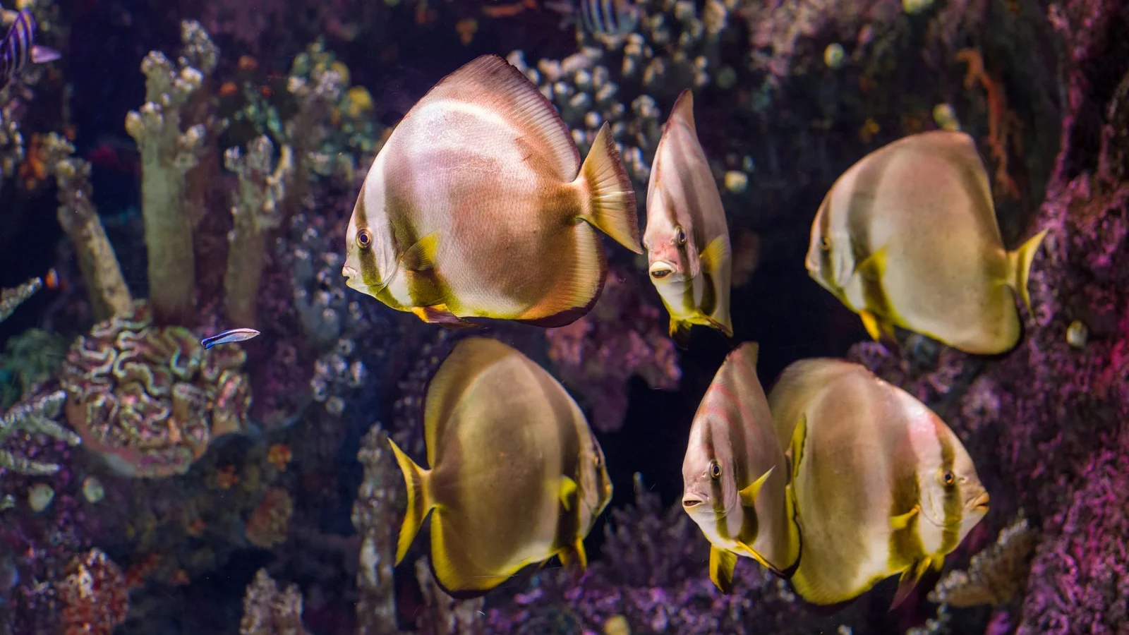 Choosing the Right Tank Size for a Beginner Reef Aquarium