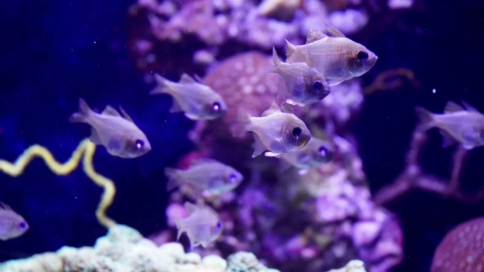 Cleaning Reef Equipment: Skimmers, Pumps, and Probes