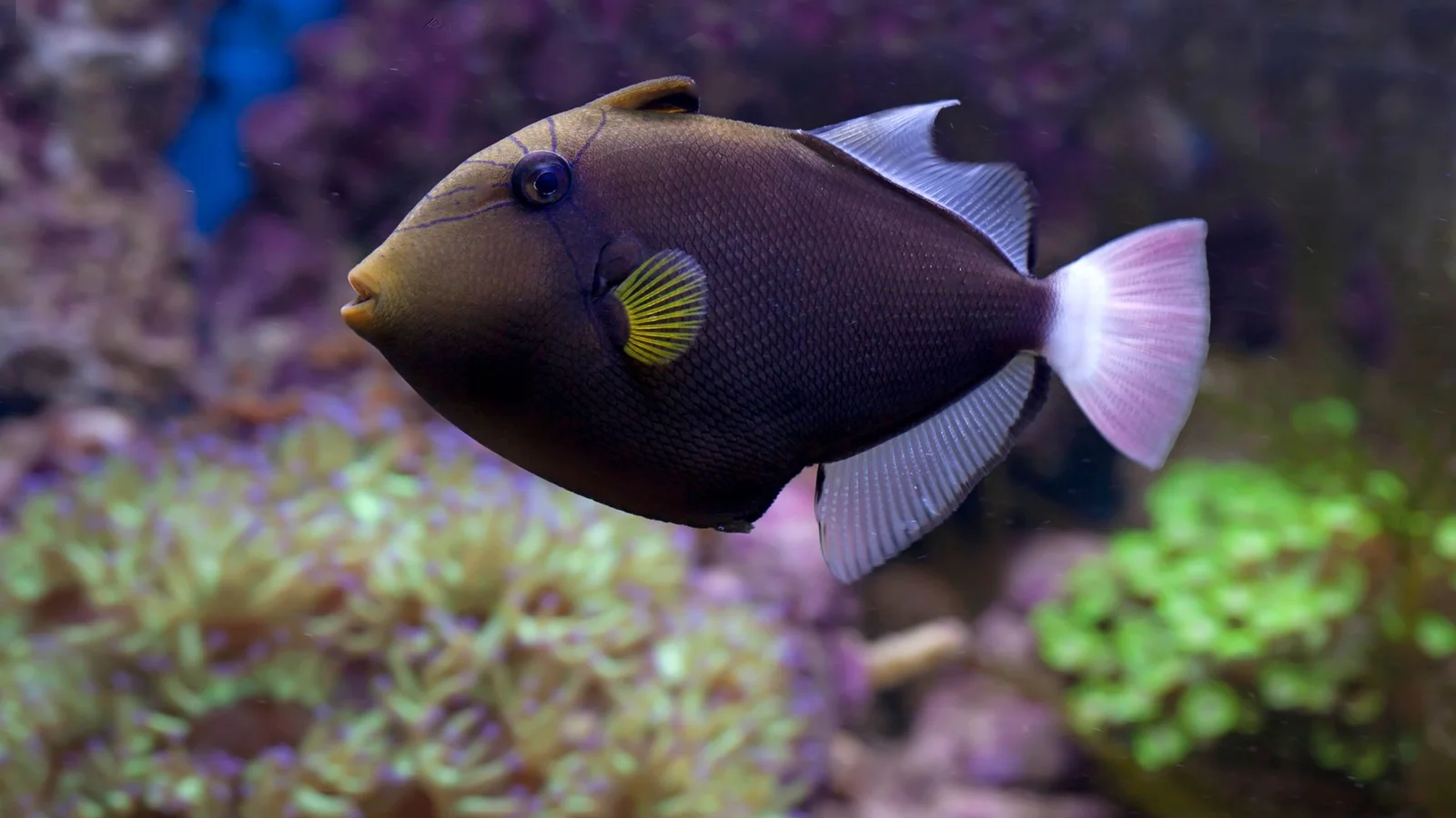 Clownfish Care: Hosting, Pairs, and Anemone Myths
