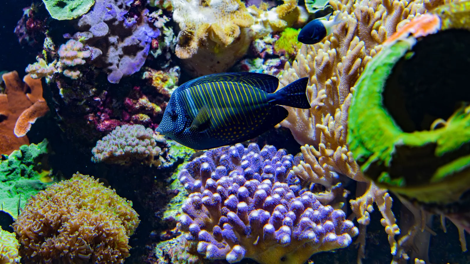 Common New-Tank Mistakes That Crash a Reef Cycle