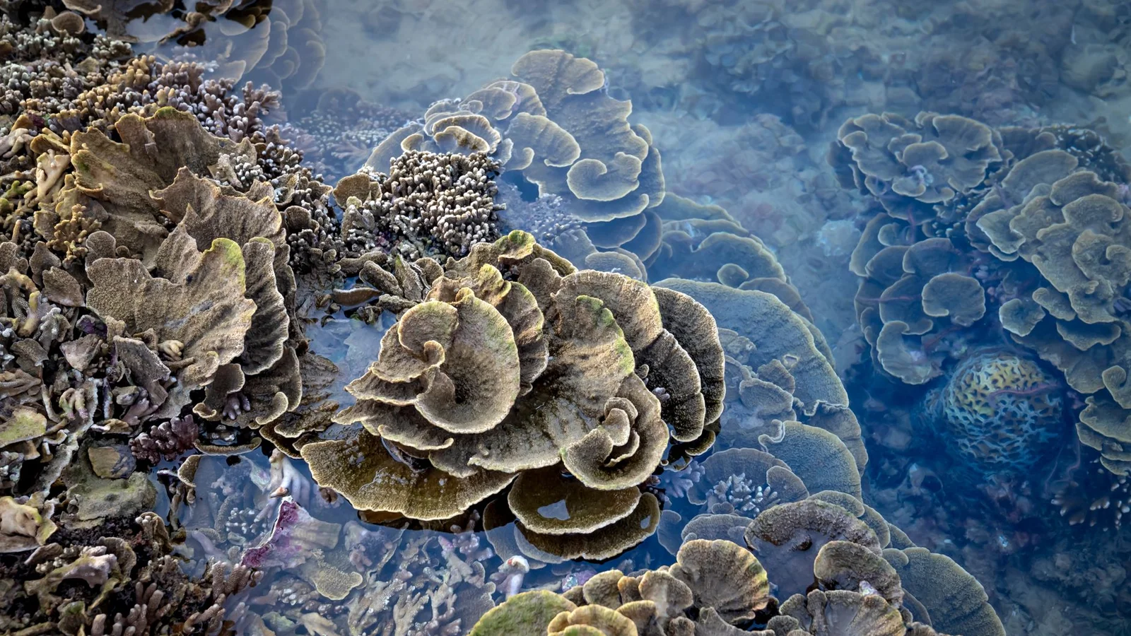 Coral Aggression: Sweeper Tentacles and Chemical Warfare