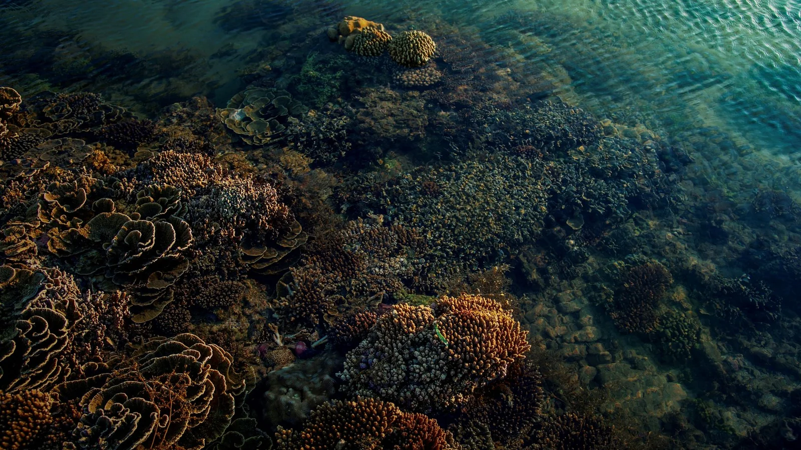 Coral Coloration: Light, Nutrients, and the Science of Pop