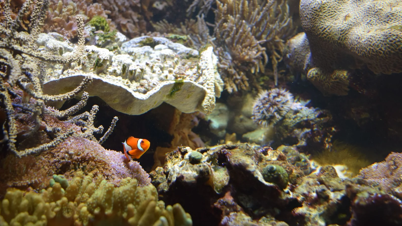 Coral Placement: Light and Flow Zones in Your Tank