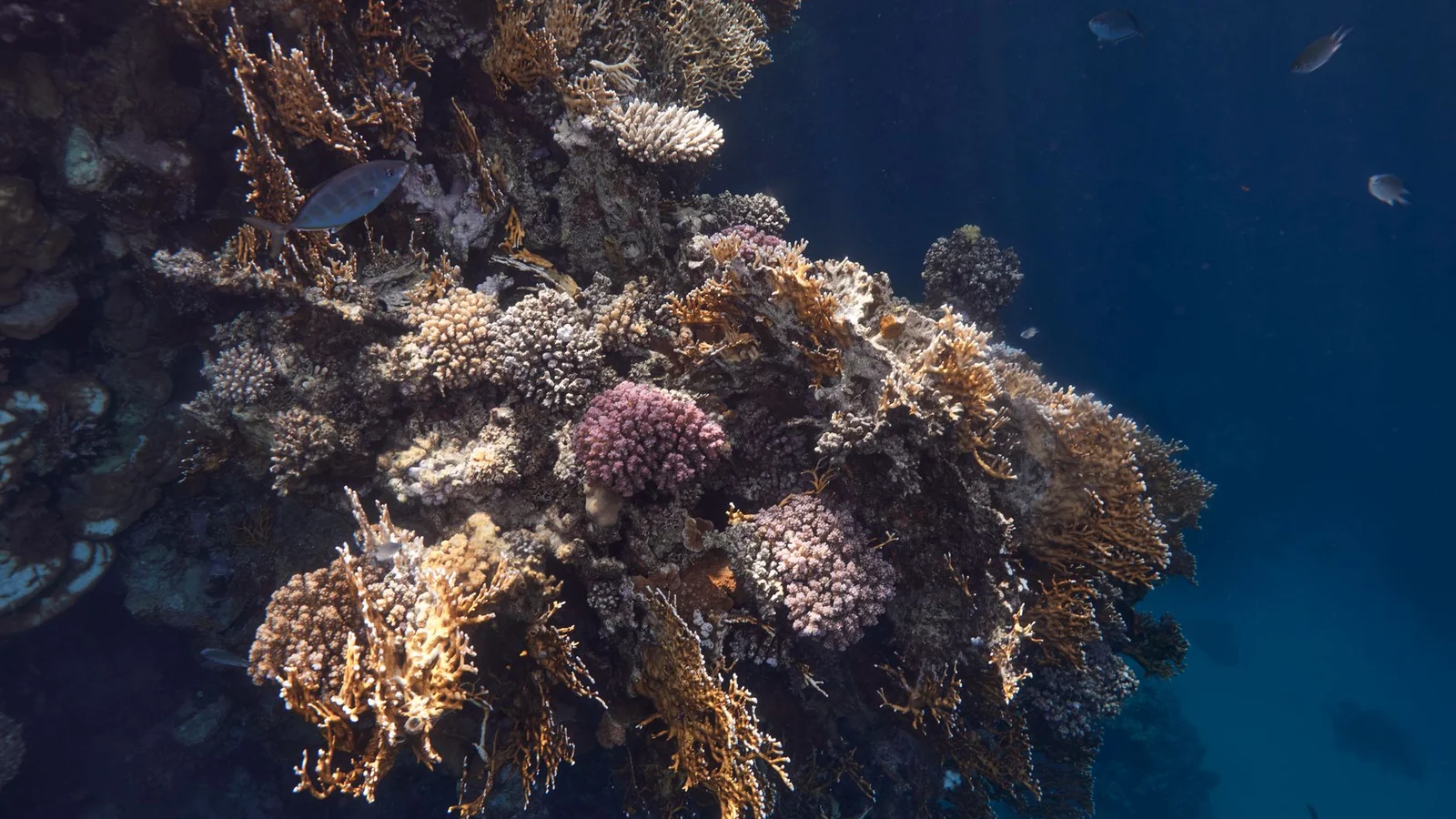 Diagnosing a Sick Coral: Bleaching, STN, and RTN