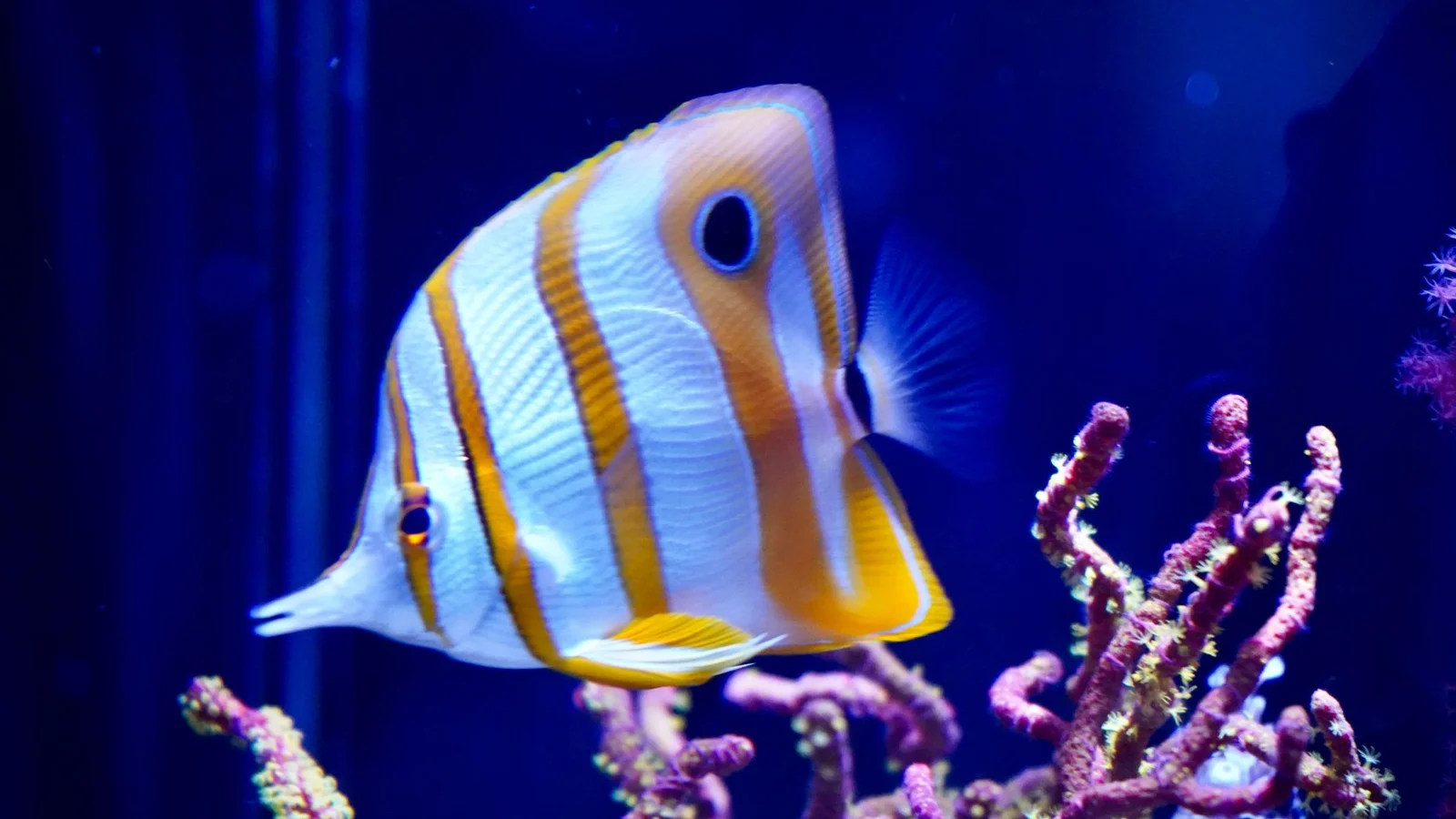 Diatoms, Algae, and the Ugly Stage of a New Reef Tank