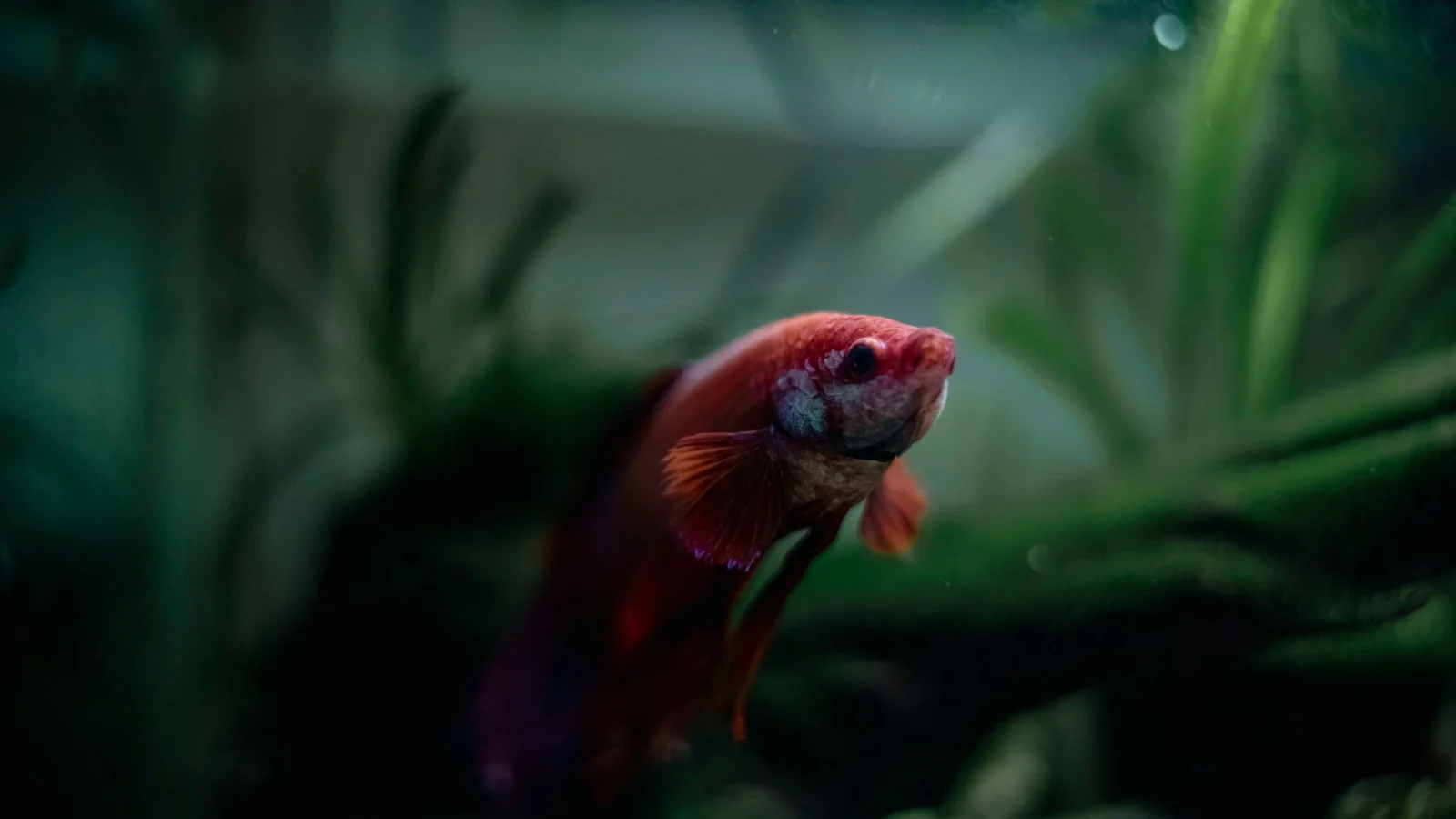 Dosing for Reef Tanks: Two-Part, Kalkwasser, and Balling