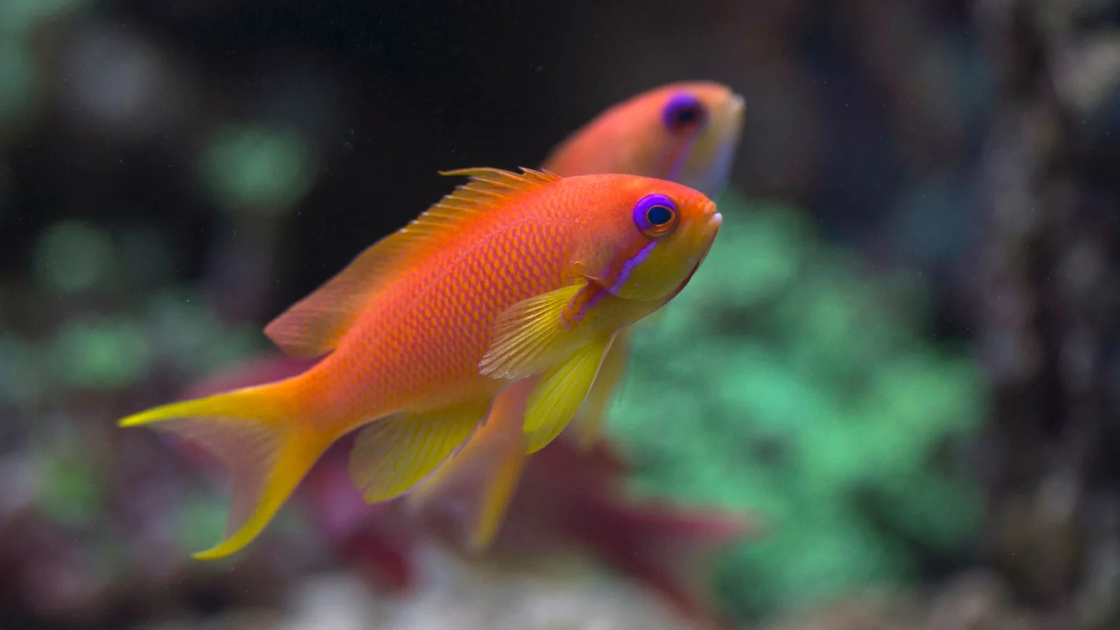 Feeding Saltwater Fish: Frozen, Pellets, and Schedules