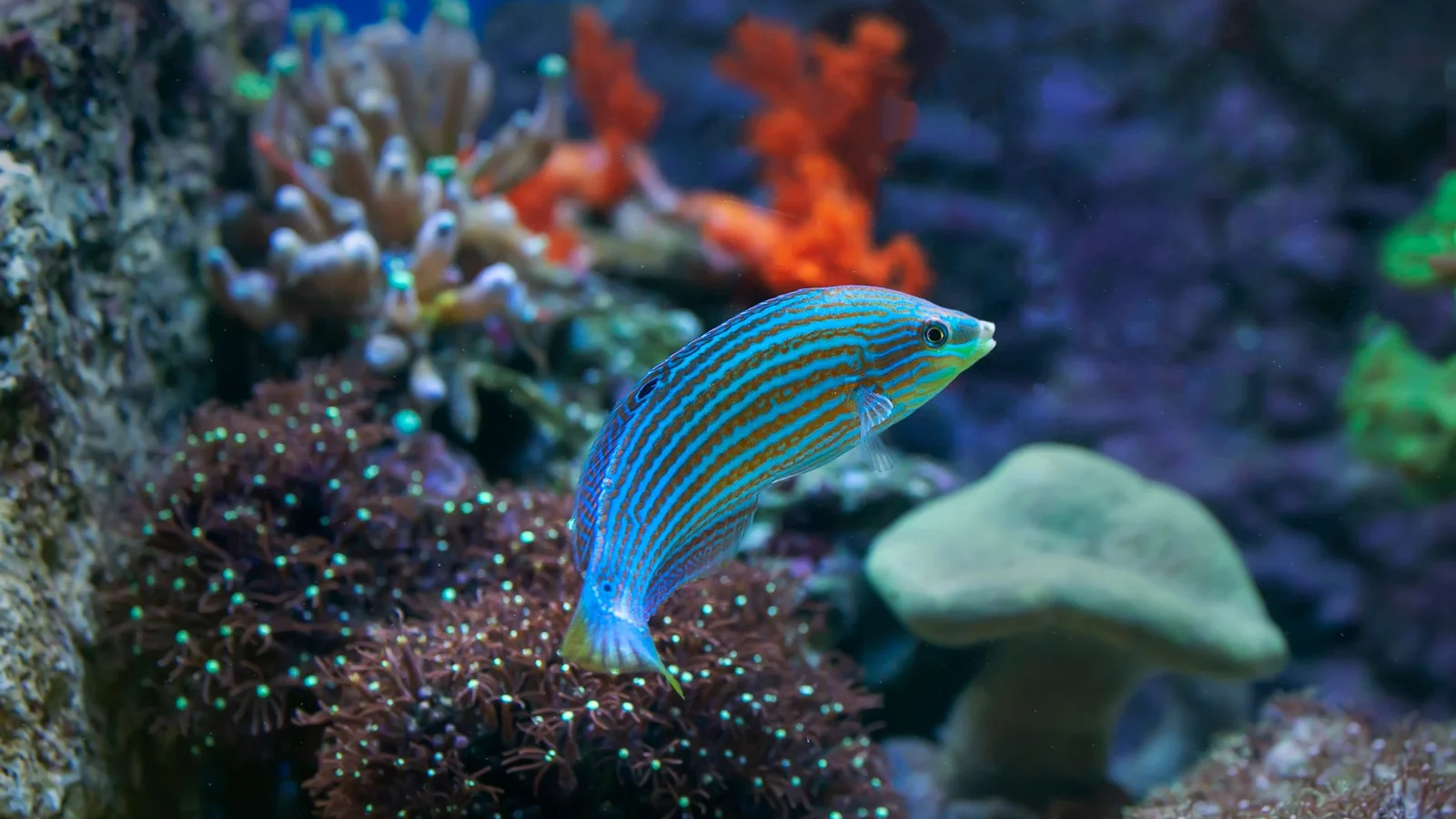 Fishless Cycling vs. Live Rock Cycling: Which Is Better?