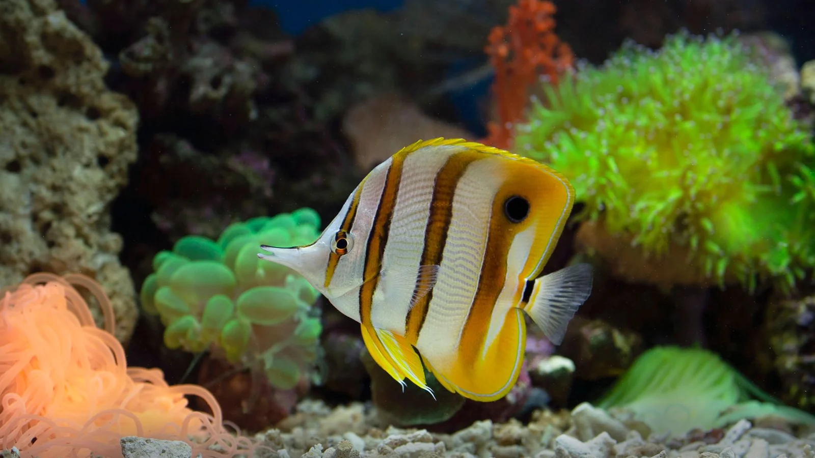 Gobies and Blennies: Small Fish With Big Personalities