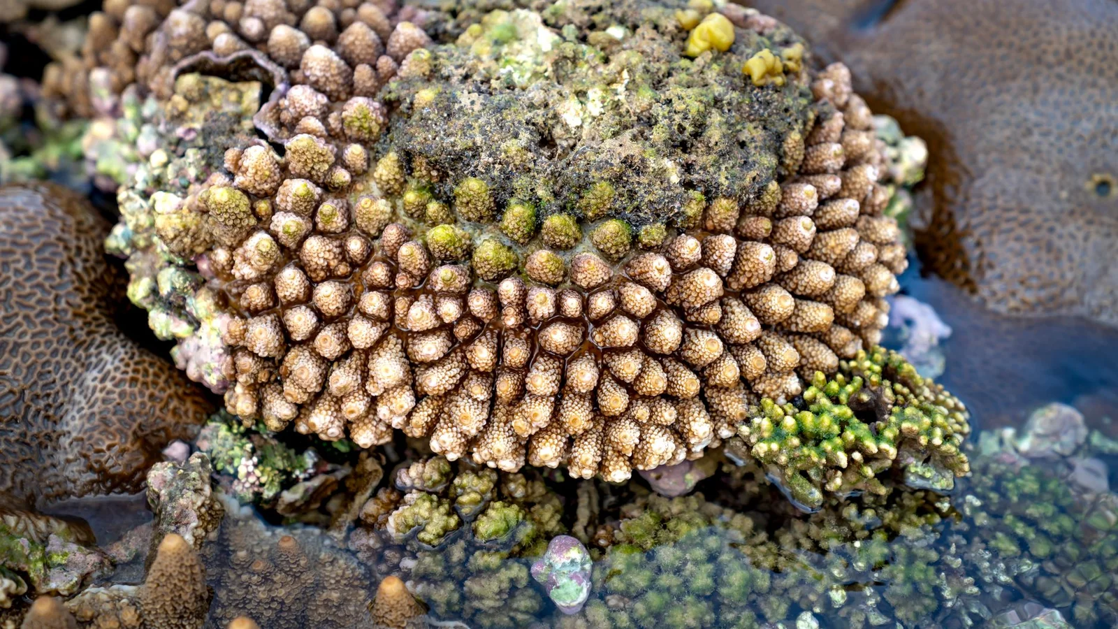 How to Acclimate and Dip New Corals Safely