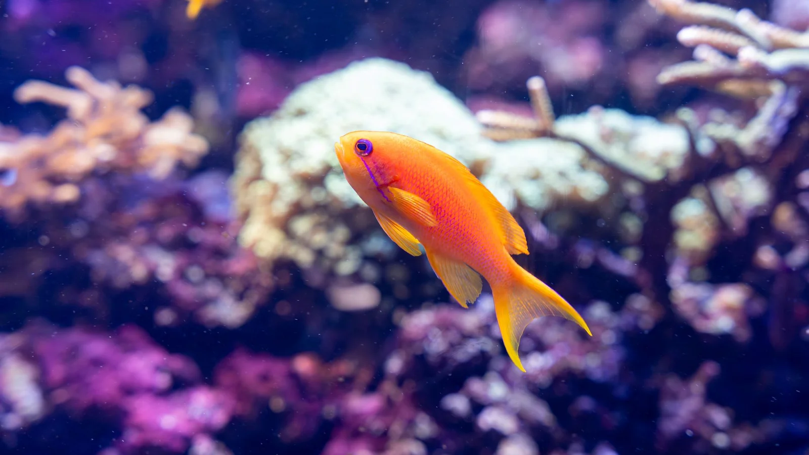 How to Do a Saltwater Water Change the Right Way