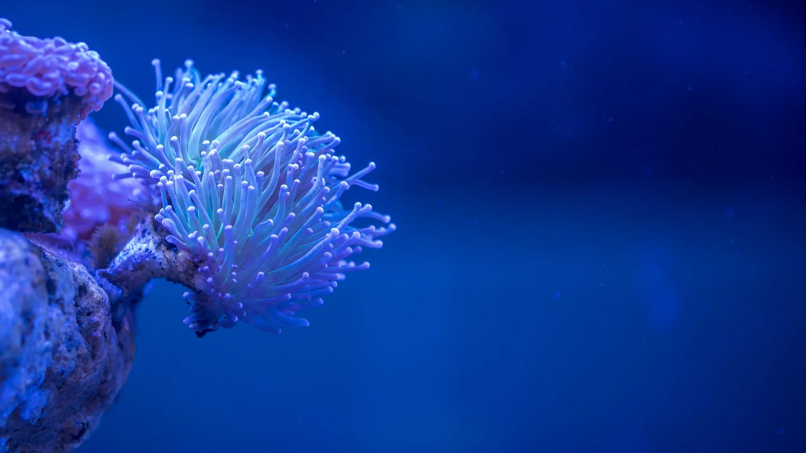 How to Feed Corals