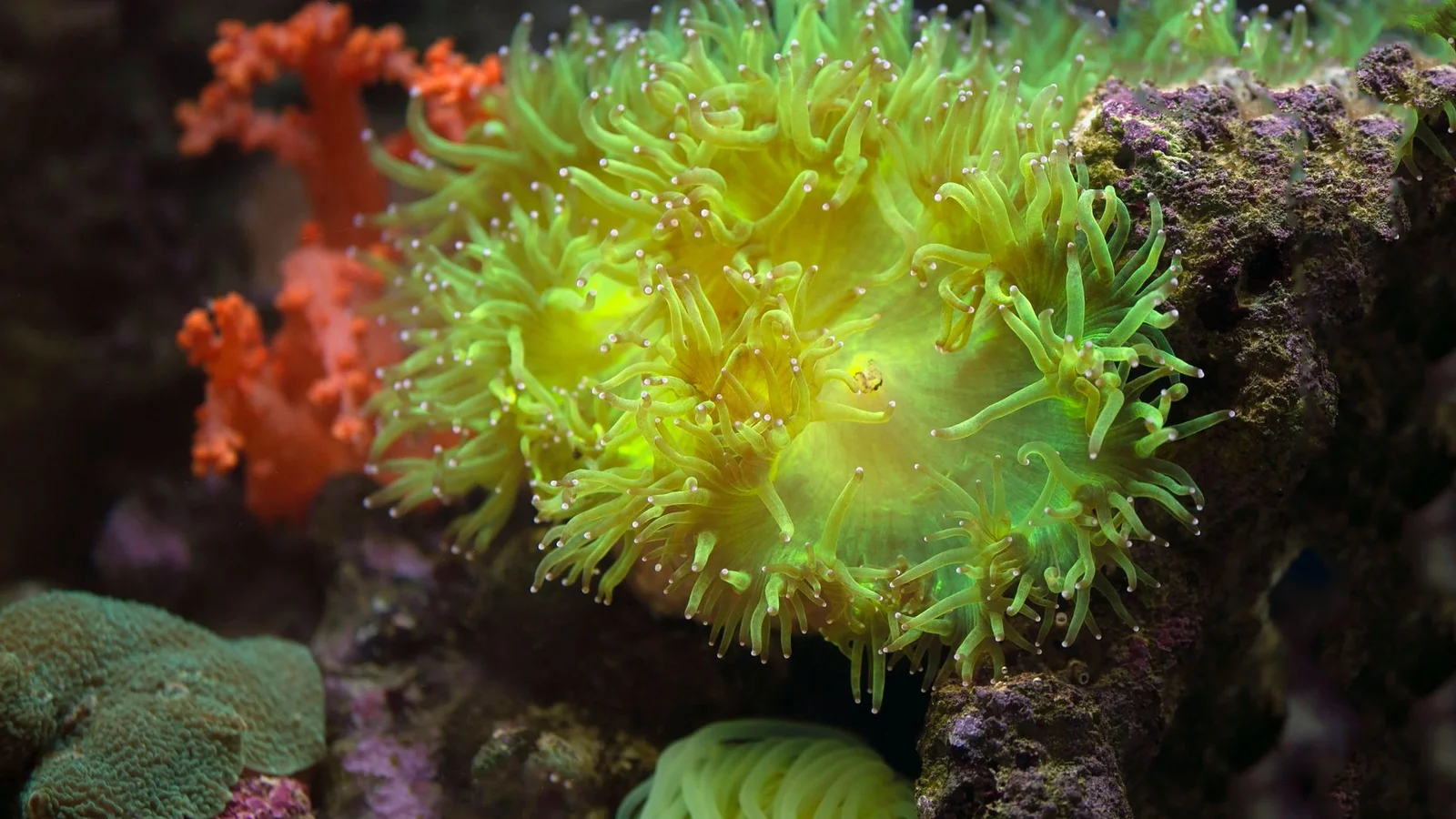 How to Feed Corals: Target Feeding, Broadcast Feeding, and Who Needs What
