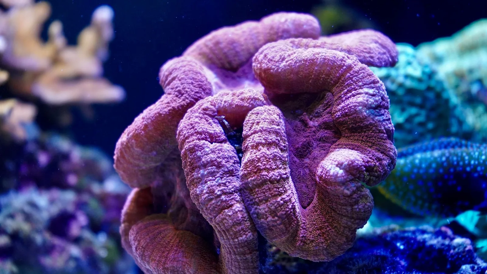 How to Frag Corals: A Beginner’s Guide to Propagation