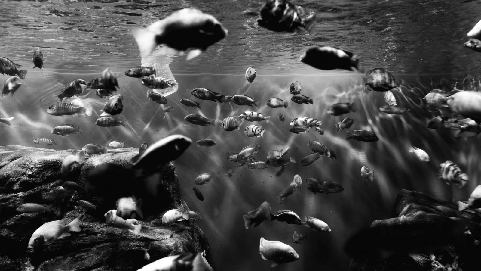 How to Set Up Your First Saltwater Reef Tank: A Step-by-Step Guide
