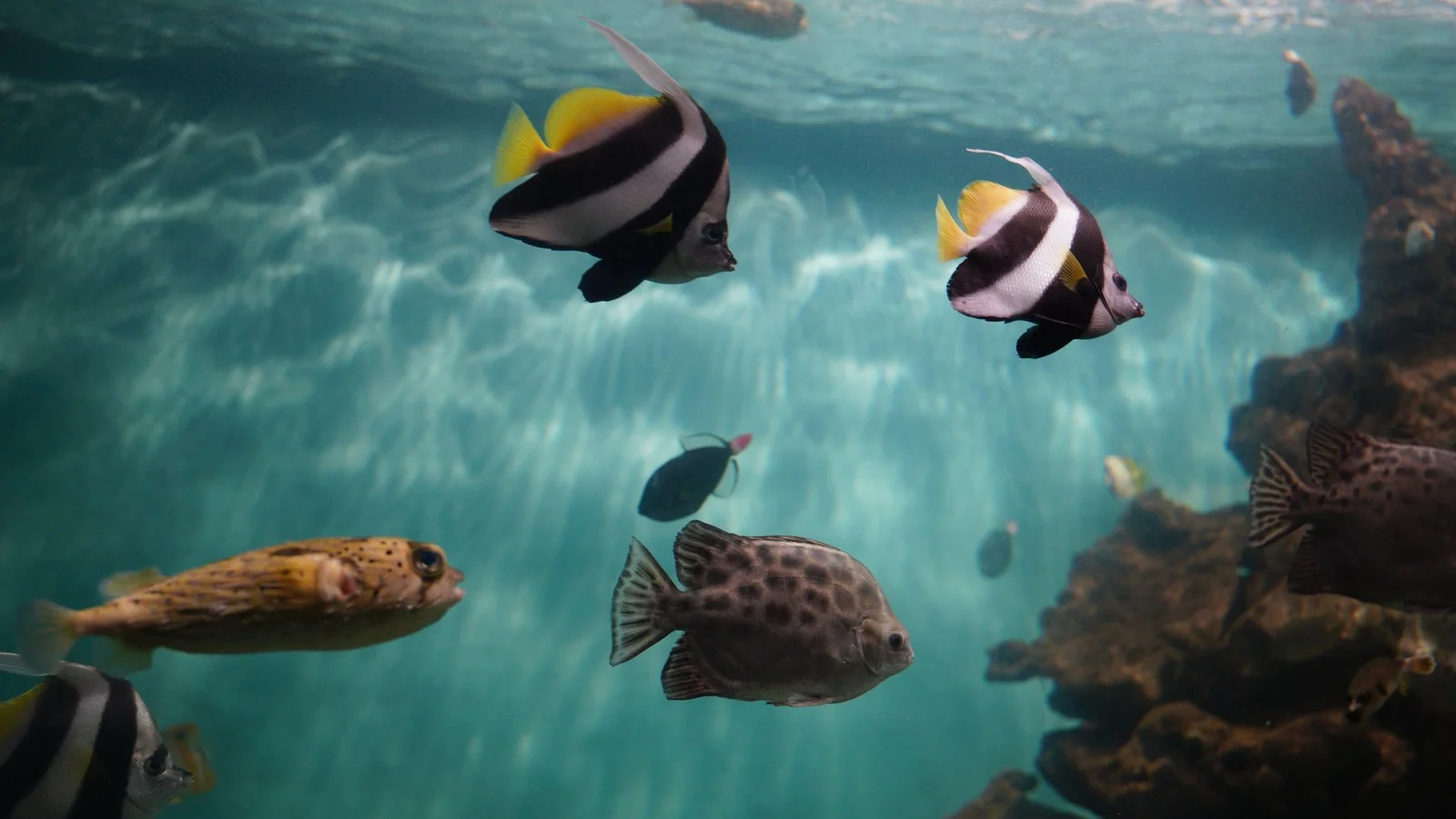 How to Test Your Reef Aquarium Water (and How Often)
