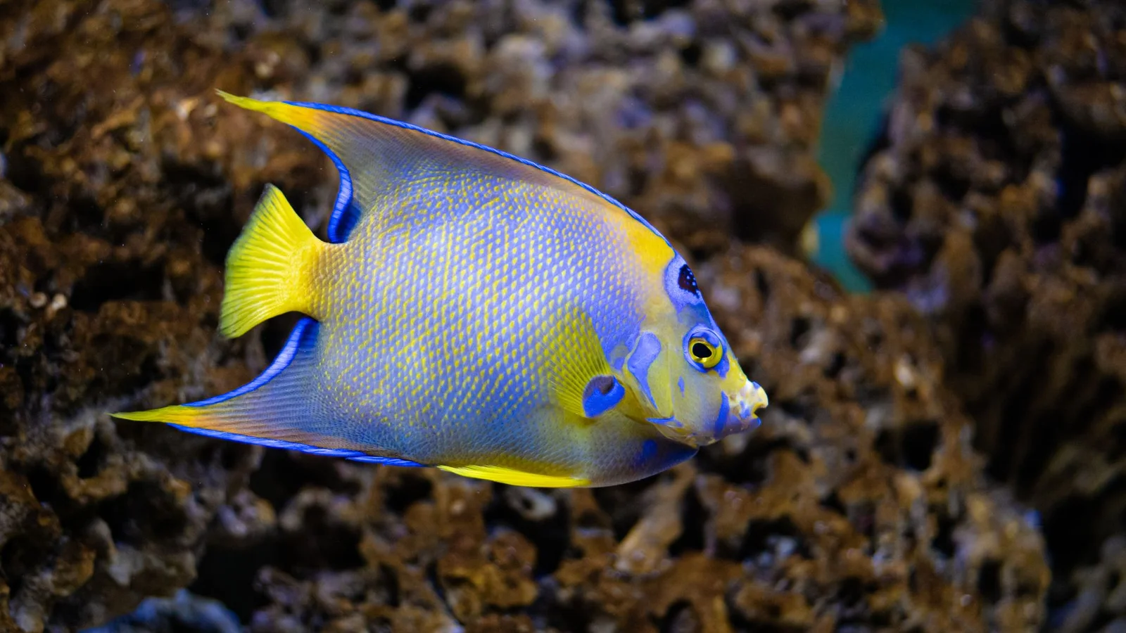Invertebrates for Reef Tanks: Shrimp, Stars, and Urchins
