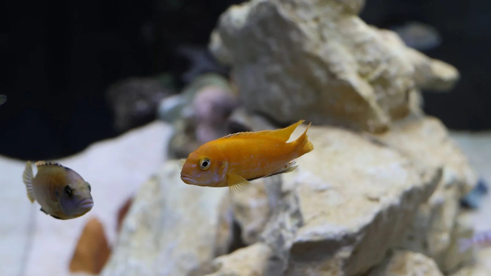 Keeping Euphyllia: Hammer, Torch, and Frogspawn Care