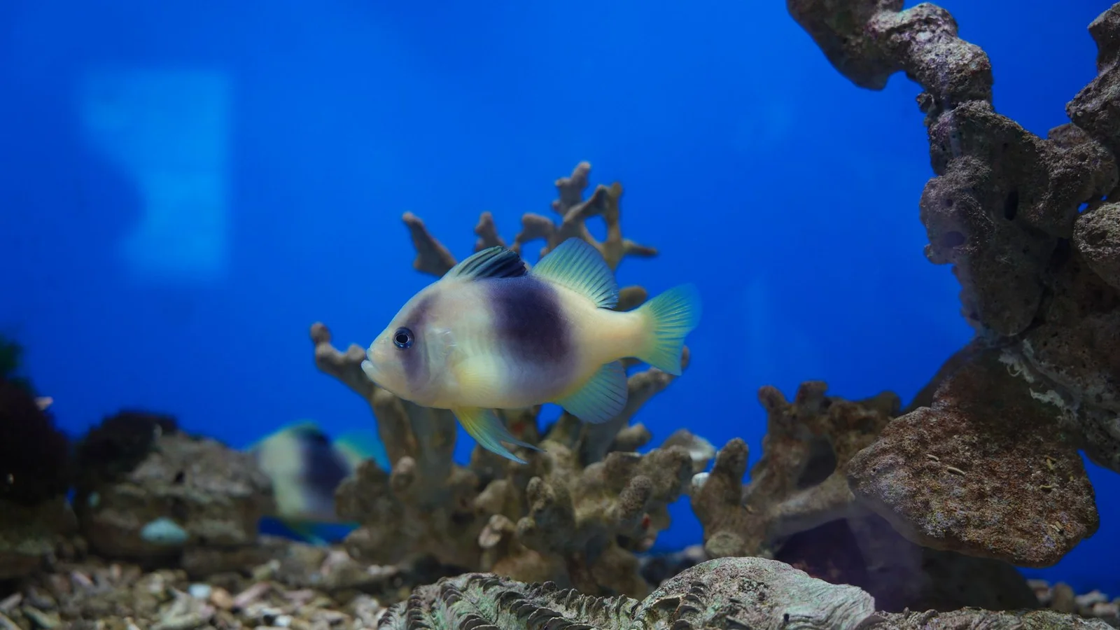 Live Rock vs. Dry Rock: Building Your Reef’s Foundation