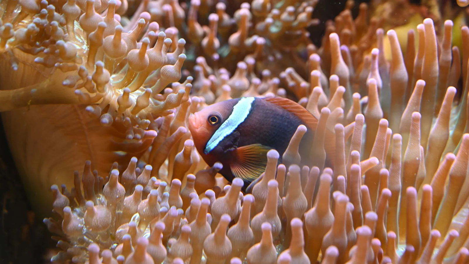 Mushroom Corals: The Bulletproof Beginner Coral