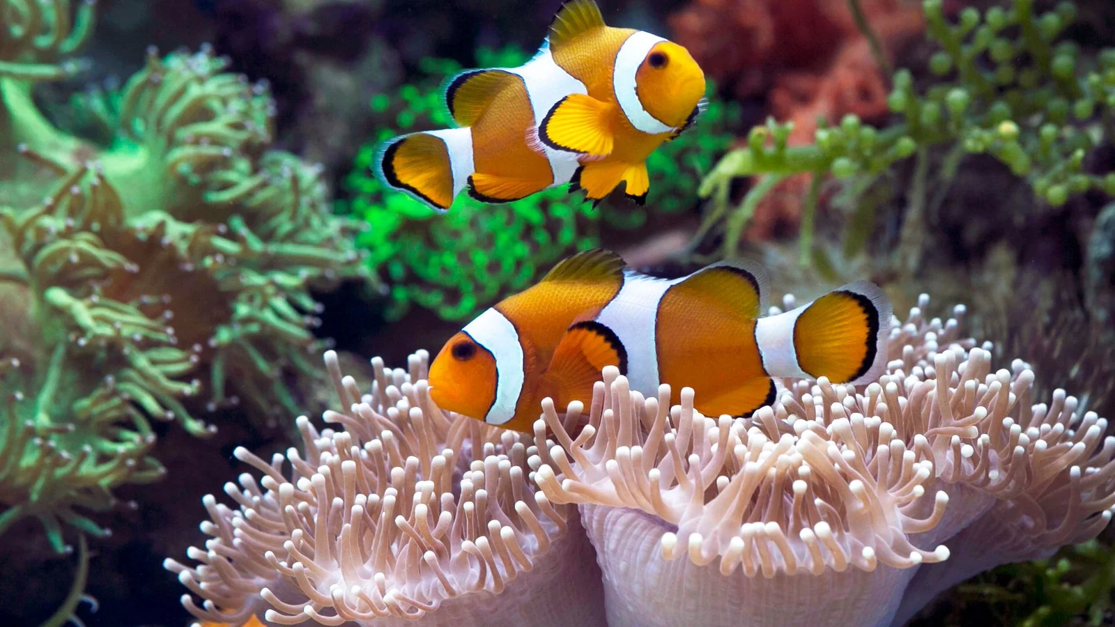 Nitrate and Phosphate: Reading Nutrients in a Reef Tank