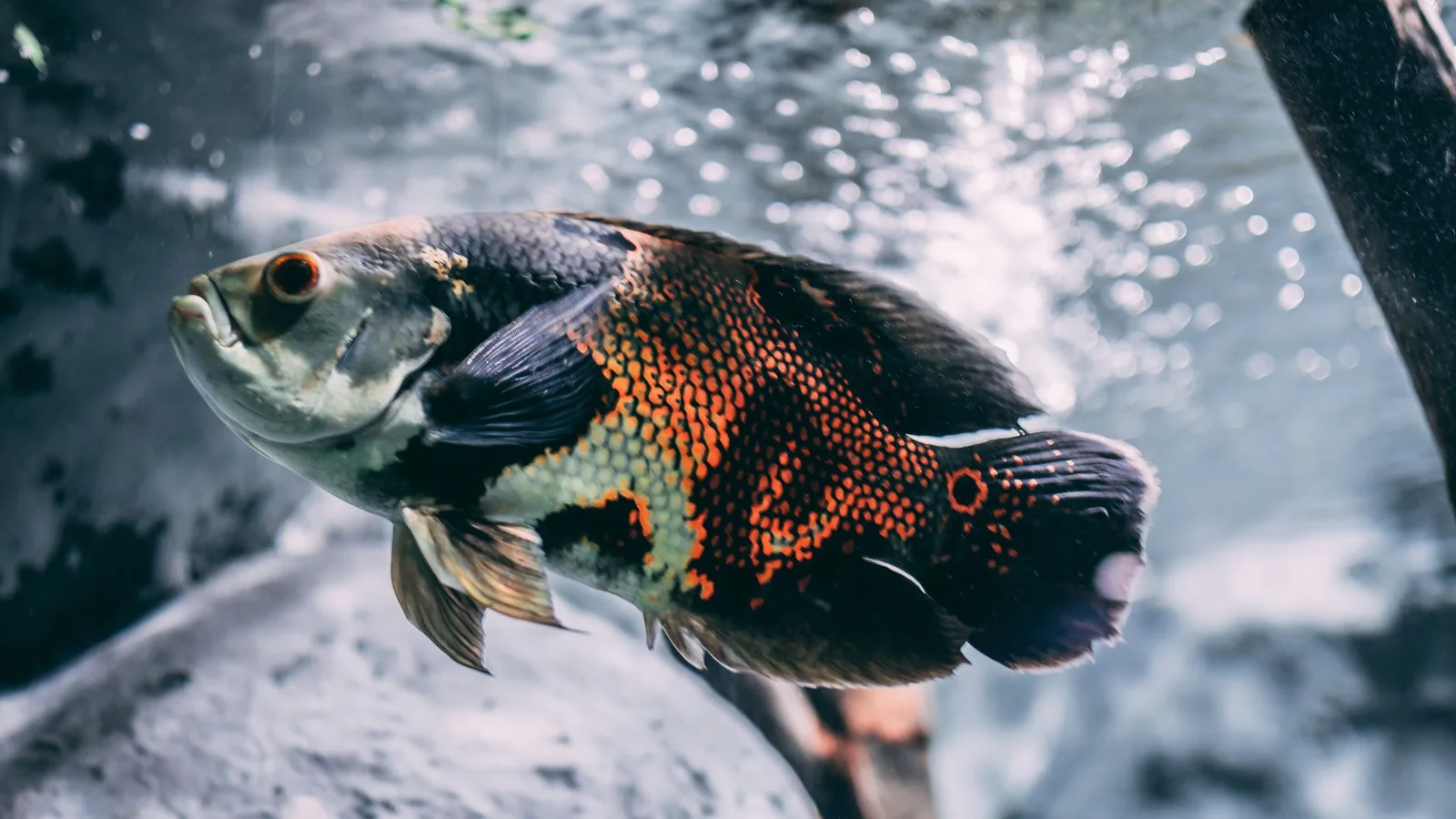 pH Swings in Reef Tanks: Causes and Practical Fixes