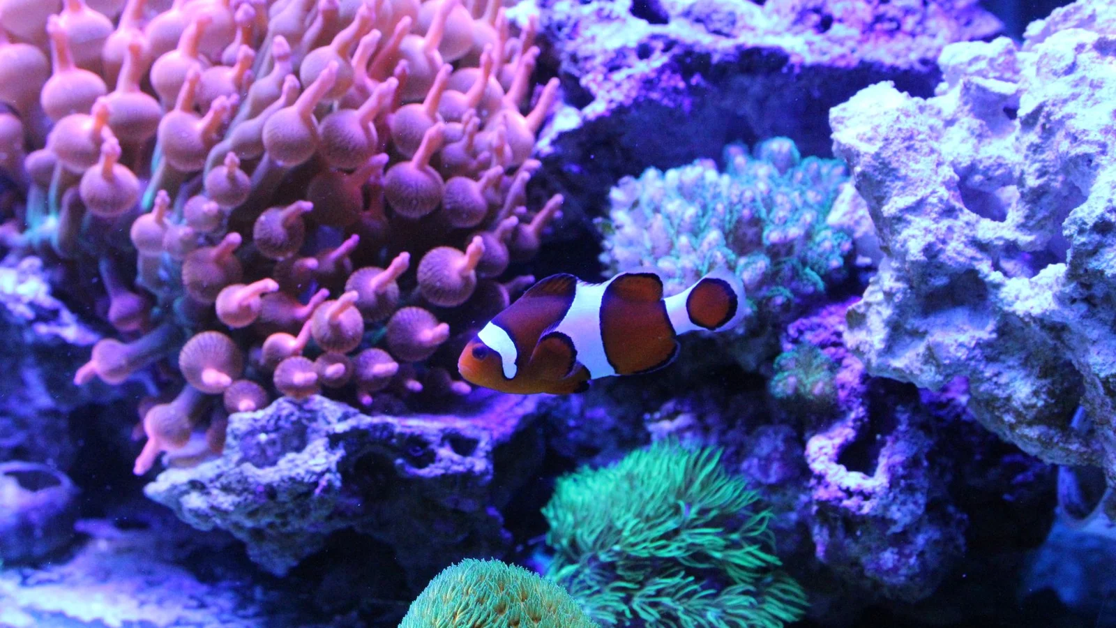 Power Outages and Reef Tanks: How to Prepare