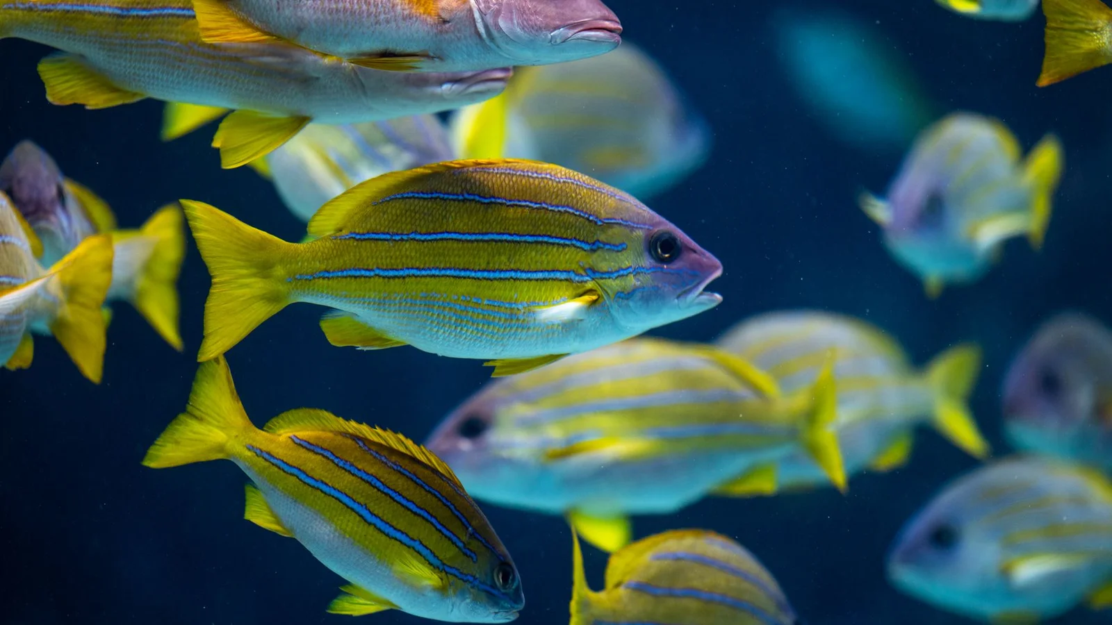 Powerheads and Flow: Designing Water Movement in a Reef Tank