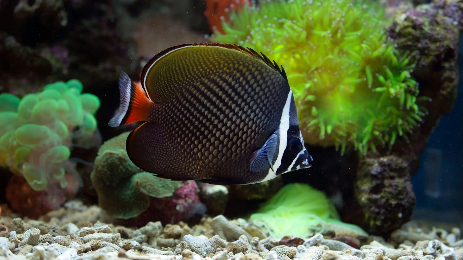 Quarantine Tanks: Why Every Reefer Needs One
