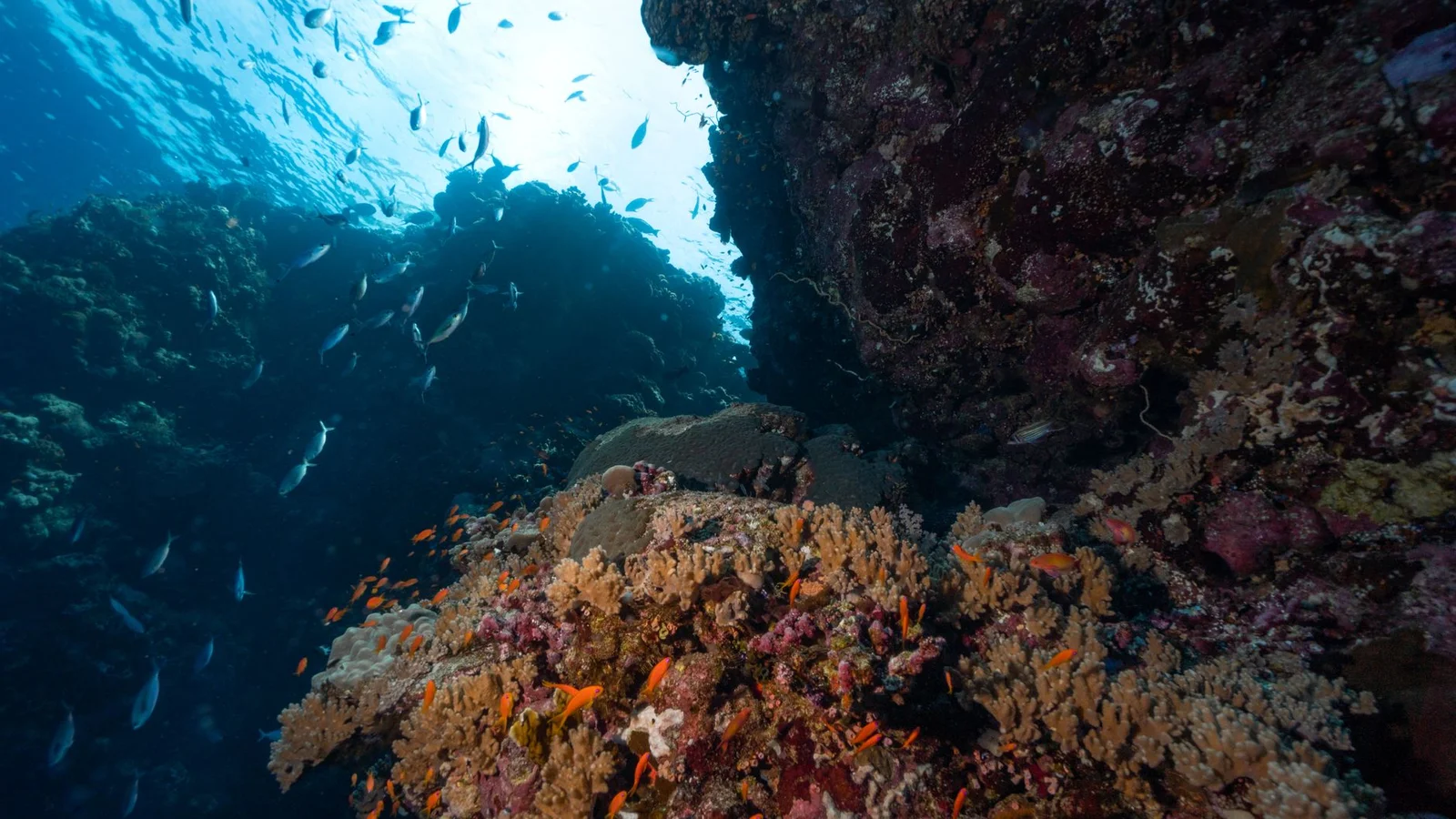 Reef Aquarium Lighting 101: PAR, Spectrum, and Coral Growth
