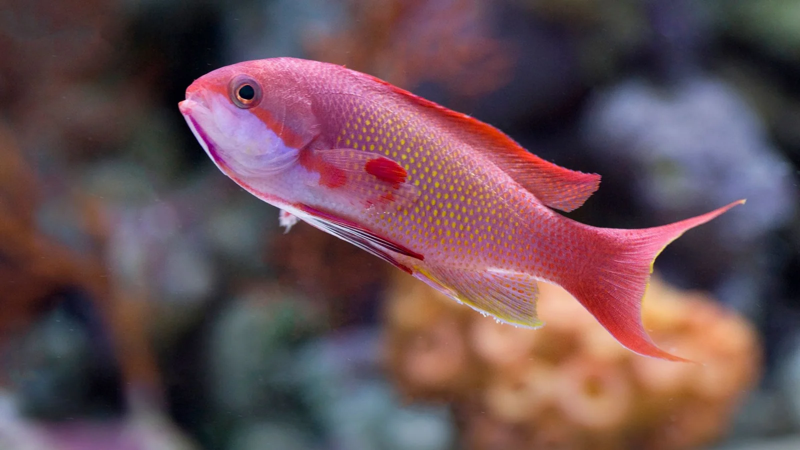 Reef-Safe Fish: What “Reef Safe” Really Means