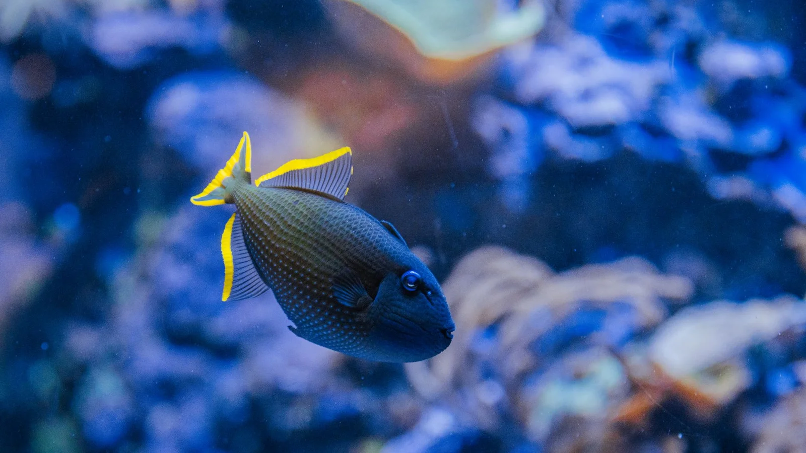 Reef Tank Pests: Flatworms, Bristleworms, and Bugs