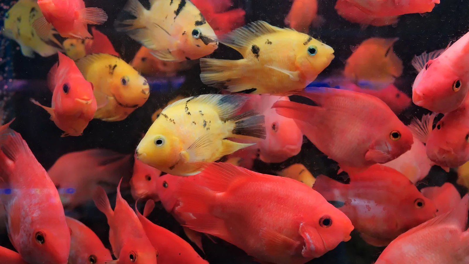 Reef Tank Water Parameters: The Complete Target Range Guide