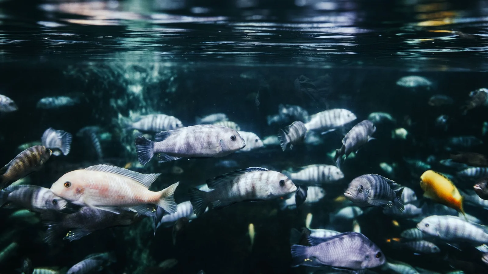 Salinity and Specific Gravity: Mixing Saltwater Correctly