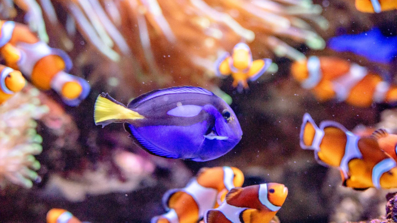 Saving a Crashing Reef Tank: Emergency Steps
