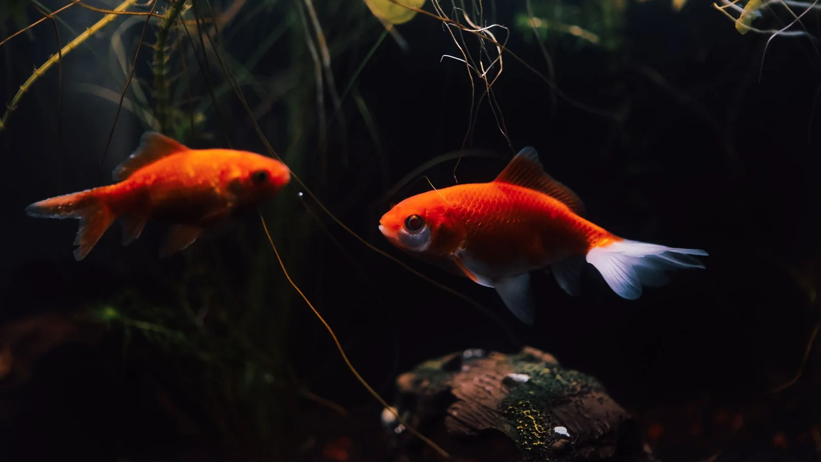 Signs Your Saltwater Tank Has Finished Cycling