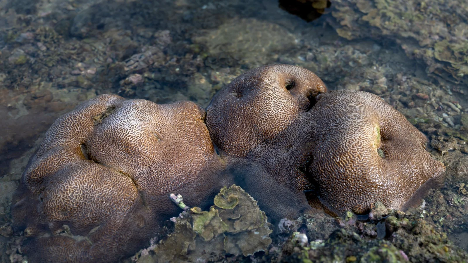 Soft Corals vs. LPS vs. SPS: Understanding Coral Types