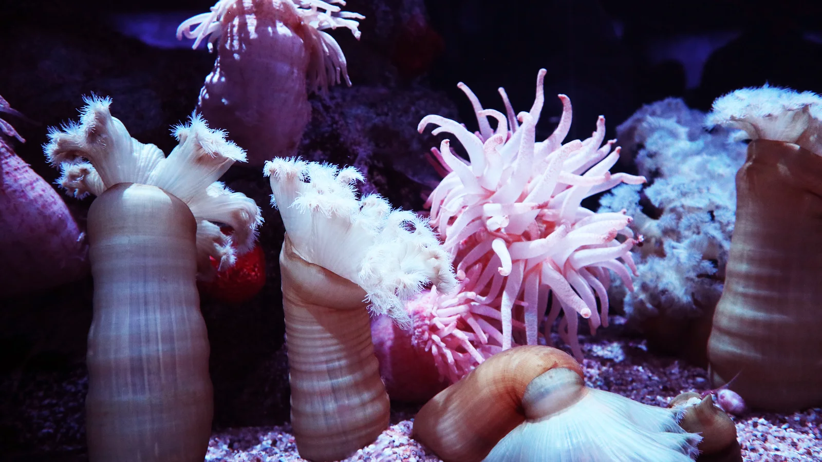 SPS Corals for Intermediate Reefers: Acropora Basics