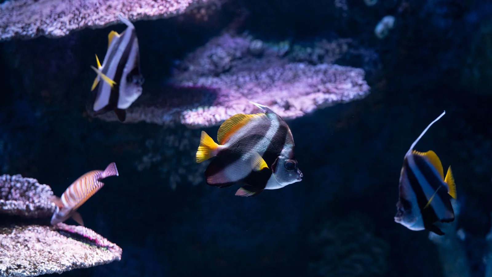 Sump vs. All-in-One: Picking a Filtration Layout for Your Reef