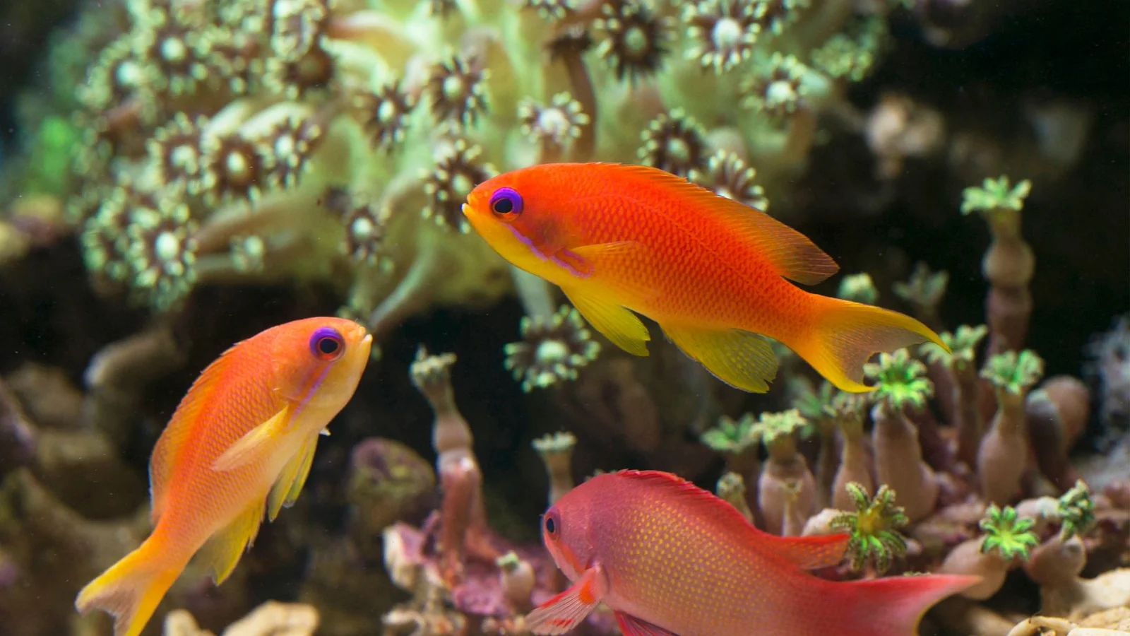 Tangs in Reef Tanks: Tank Size, Diet, and Aggression