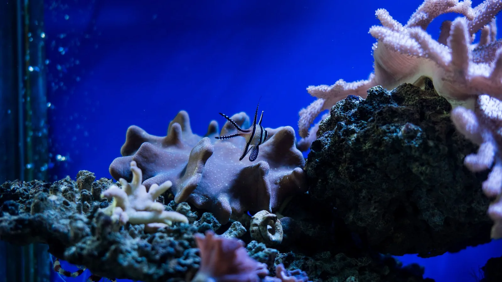 Temperature Control for Reef Tanks: Ranges, Chillers, and Safety