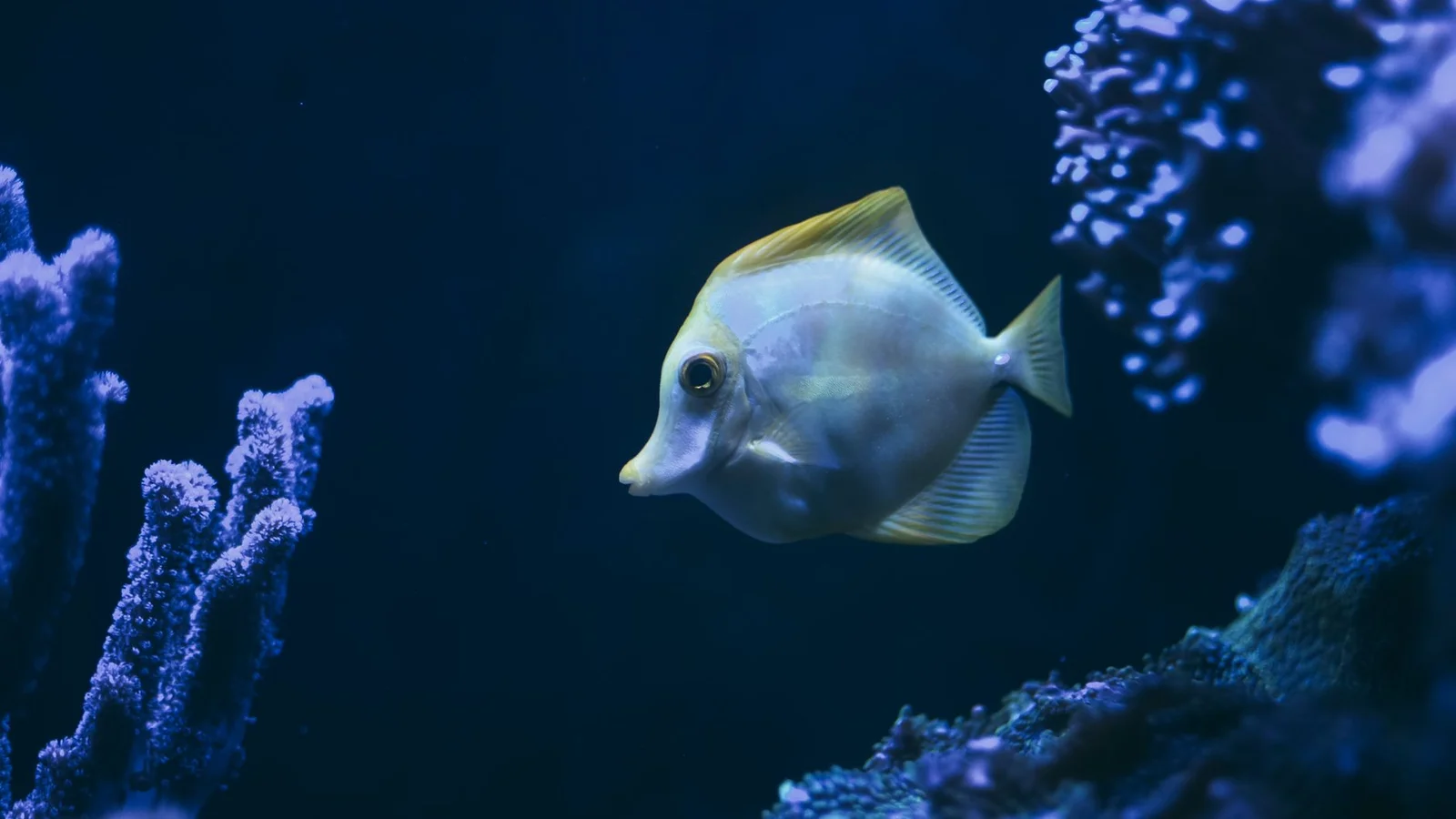 The Cleanup Crew: Snails, Crabs, and Hermit Selection