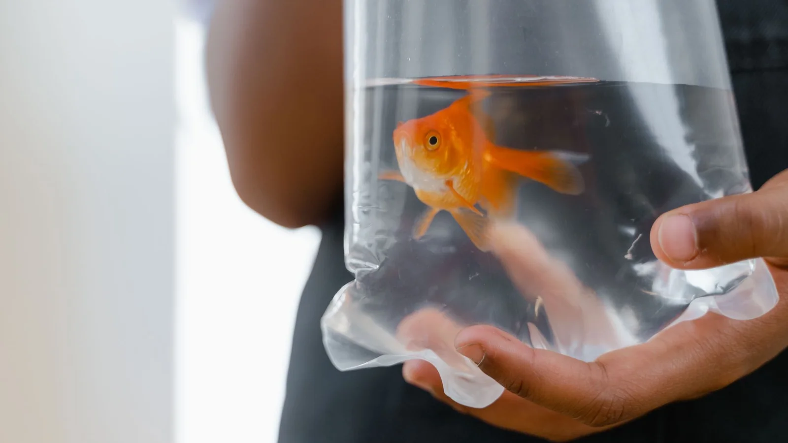 The Nitrogen Cycle Explained for Saltwater Aquariums