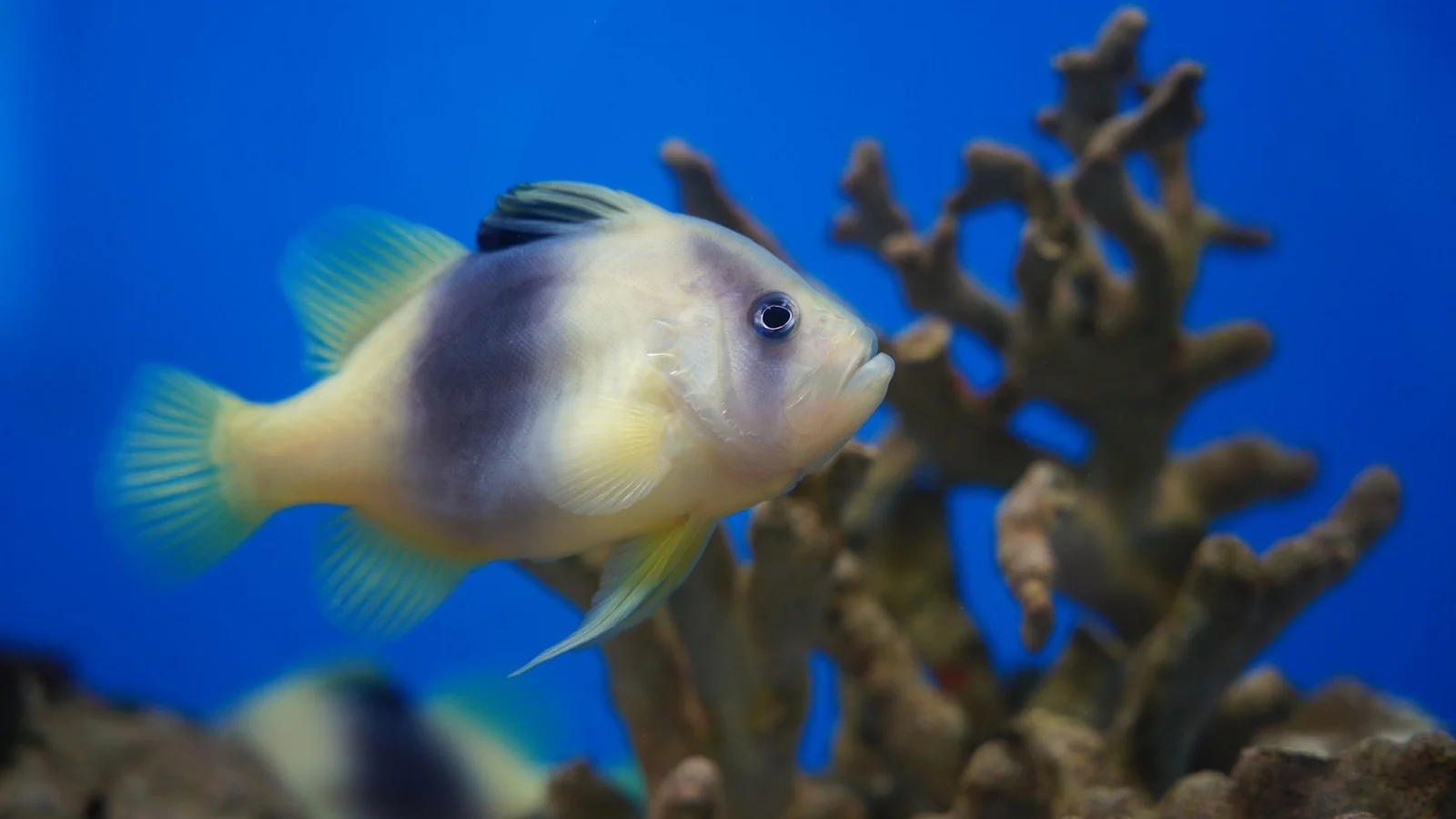 The Reef Tank Maintenance Schedule: Daily to Yearly